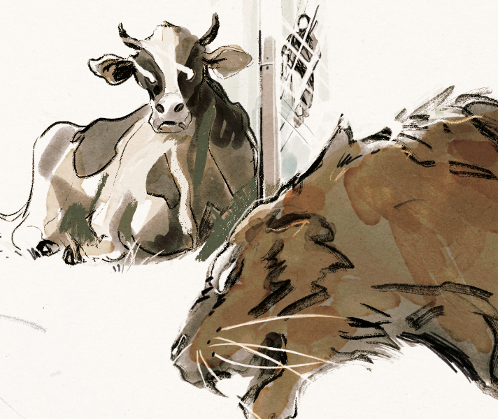 7 La Vache et la Tigresse ©Théo Guyot